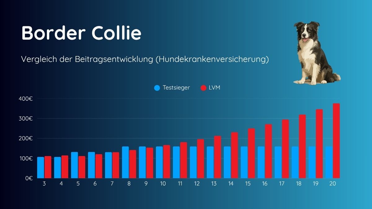 Beitragsentwicklung LVM Border Collie